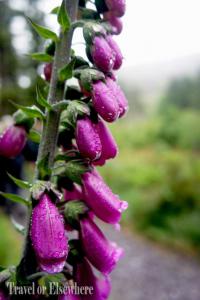 3. Foxglove