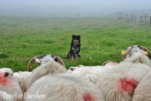 8. Captain & Sheep
